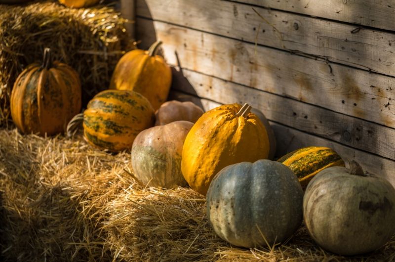 Choosing and Storing Your Halloween Pumpkin